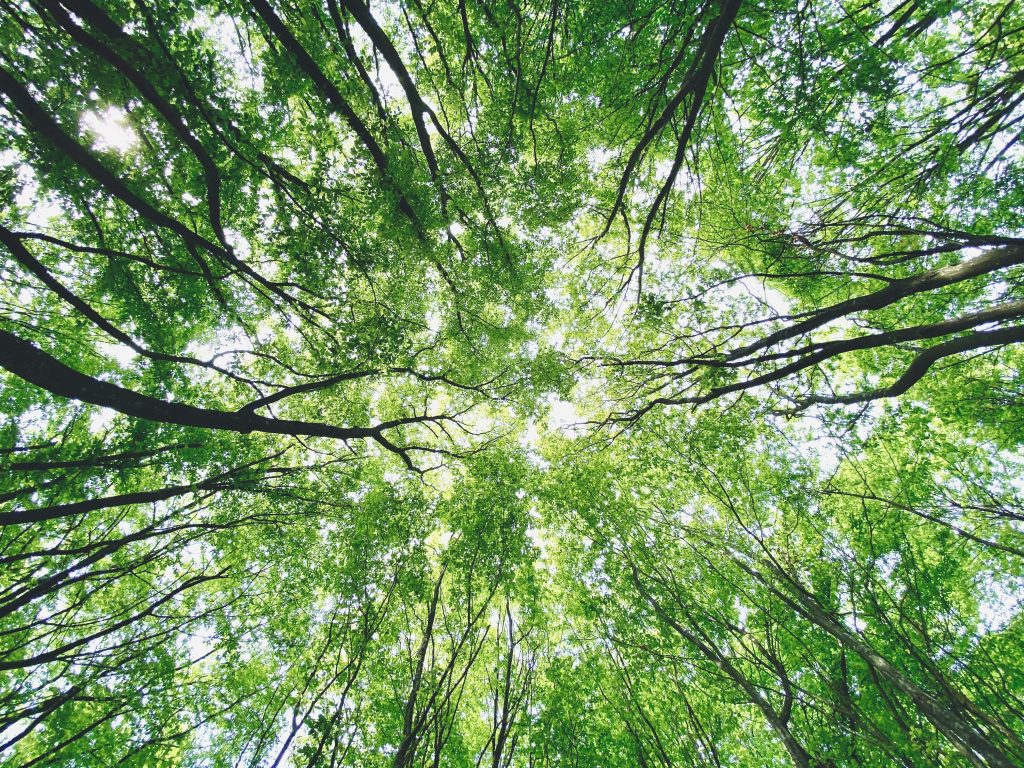 tree canopy